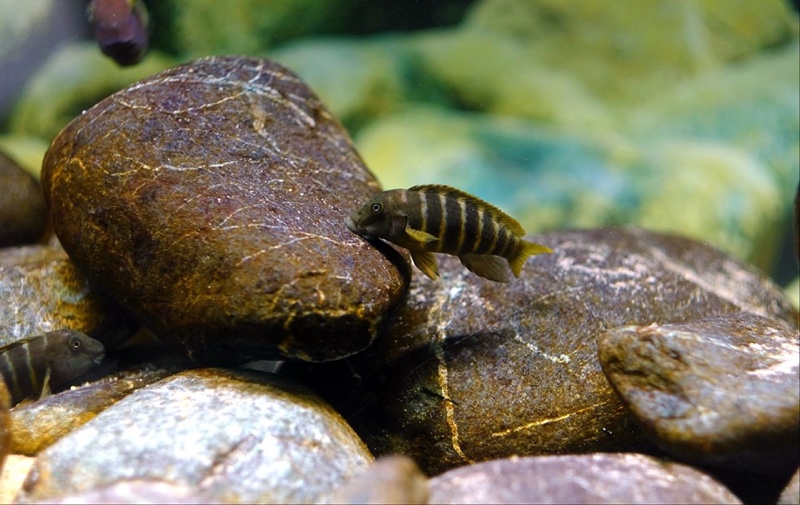 Eretmodus marksmithi 'Milima Island'